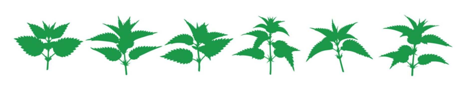 bright green nettle herb crafted with hand drawn art great