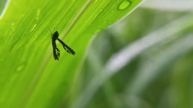 long winged derbid