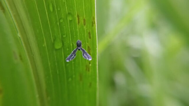 long winged derbid