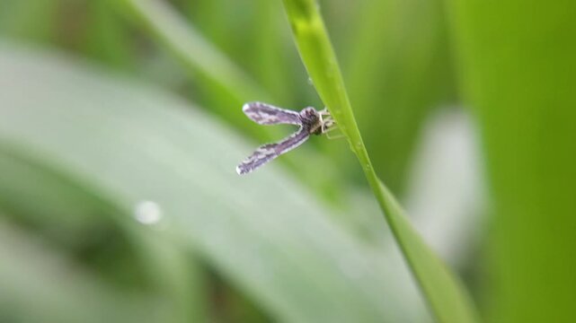 long winged derbid on leaf