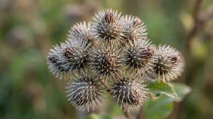 Dew covered thistle plant with spiky seed heads, showcasing nature beauty and detail