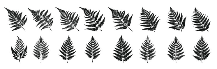 collection of black fern leaves silhouettes fern © Awxds