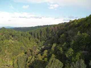 Obraz premium Paisaje de pinos