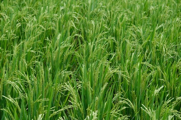 Obraz premium Green Almost Ripe Rice Ears in the Field