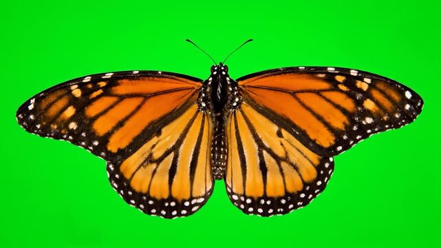 Monarch Butterfly Flying Animation Green Screen.