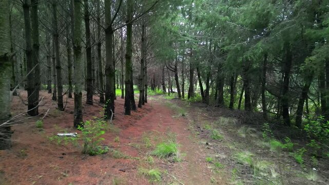 Camino de &aacute;rboles en el bosque