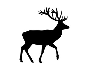 Obraz premium A black silhouette of an elk with large antlers on a white background