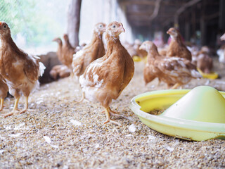 Close up of brown chicken in chicken farm © maybeiii