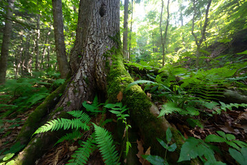 Obraz premium Enigmatic forest element perfect for fantasy-tinged nature, textures, and environmental storytelling.