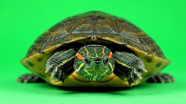 Turtle Moving Head on Green Background.