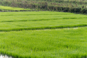 Detail view of vibrant young rice seedlings growing in a flooded terrace with clean water reflections on a bright day.