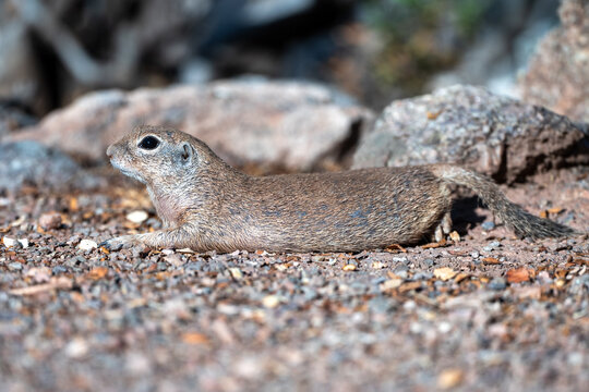 desert squirrel