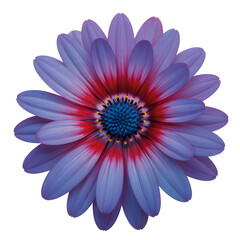 Vibrant osteospermum flower, purple petals with pink and red accents, isolated subject on transparent background