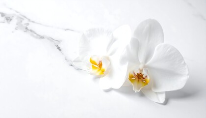 A close-up of two white orchids on a marble surface