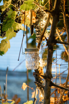Hanging glass jar lantern with grapes and vine leaves at twilight