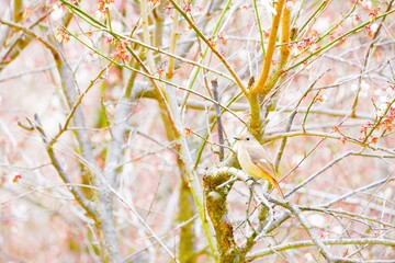 冬の屋外で散りかけの白梅にとまる小鳥、ジョウビタキの雌