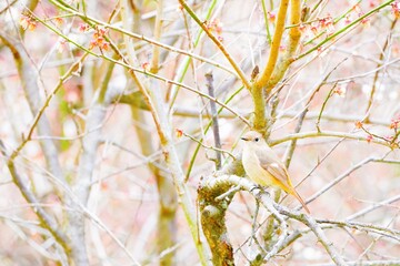 冬の屋外で白梅の枝で休む鳥、ジョウビタキ♀