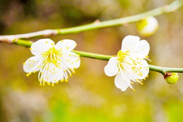 寒空の下忍耐強く咲く上品な白梅の花、新春イメージ