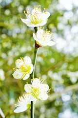 緑の木々を背景に咲く白梅の美しい花、縁起の良い春イメージ