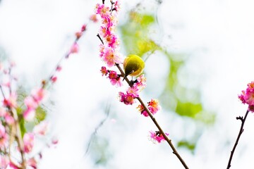梅林のピンクの梅の花の枝にとまる緑色の春告げ鳥、メジロ