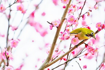 紅梅の花の枝にとまるカワイイ緑の小鳥、メジロ