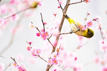 逆さまになって薄ピンクの梅の花の蜜を吸う可愛いを告げる鳥、メジロ