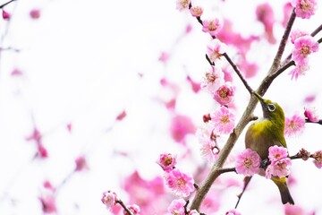 満開のピンクの梅の木にとまるメジロ