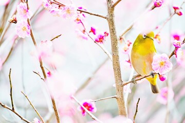 満開のピンクの梅の木にとまる可愛い緑の小鳥、メジロ