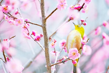 冬の満開の紅梅の花と愛らしい緑の小鳥、メジロ