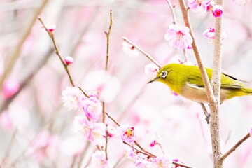 冬の満開の赤い梅の花と美しいメジロ