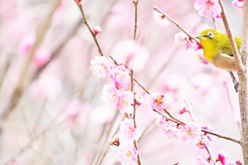 冬の満開のピンクの梅の花と可愛い緑の小鳥、メジロ
