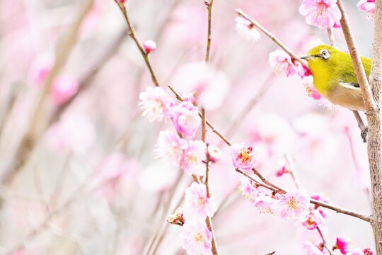 冬の満開のピンクの梅の花と可愛い緑の小鳥、メジロ