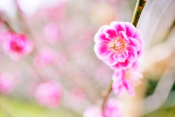 寒空の下咲く紅梅の花のアップ、新春イメージ