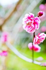 冬に咲く濃いピンク色のかわいい紅梅の花の枝