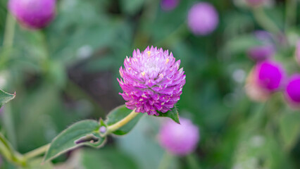 Fototapeta premium Small round blossoms that stay vibrant and never seem to wither.