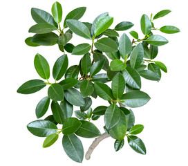 葉っぱの切抜き