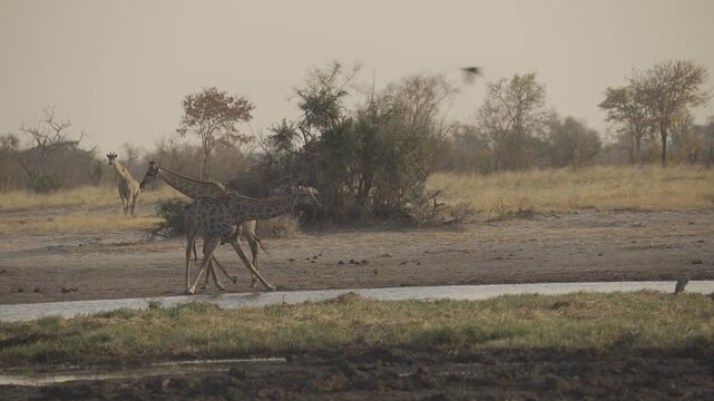 Slow Motion, Wildlife, Giraffes In Kazuma National Park, Botswana