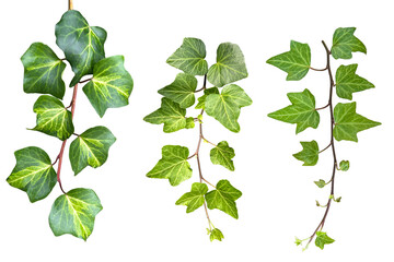 ツタの葉の切抜き