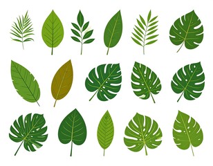 A collection of 15 different green leaves on a white background