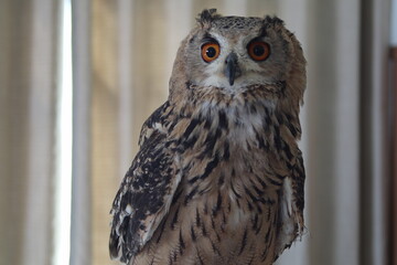 Obraz premium ベンガルワシミミズク