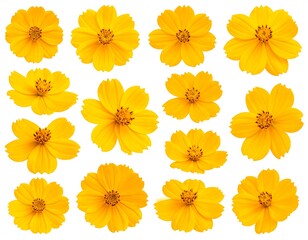 A collection of vibrant yellow flowers on a white background