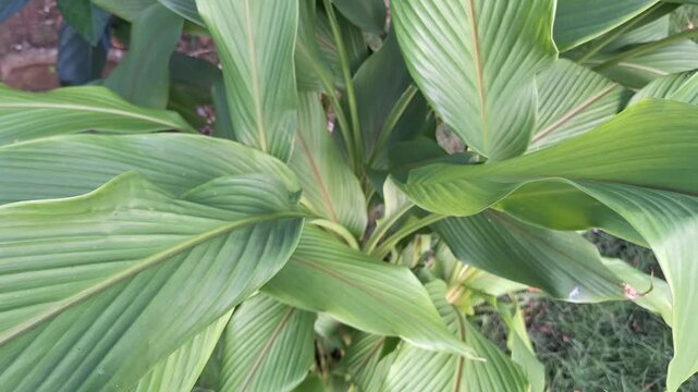 Top View Close-Up of Flourishing White Ginger Leaves (Curcuma zedoaria) Swaying in the Wind, Tropical Video Footage
