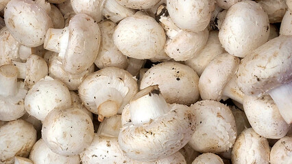 A close-up image captures the essence of a fresh pile of white button mushrooms, their smooth caps and delicate stems allude to culinary possibilities and earthy flavors for cooking blogs and nature