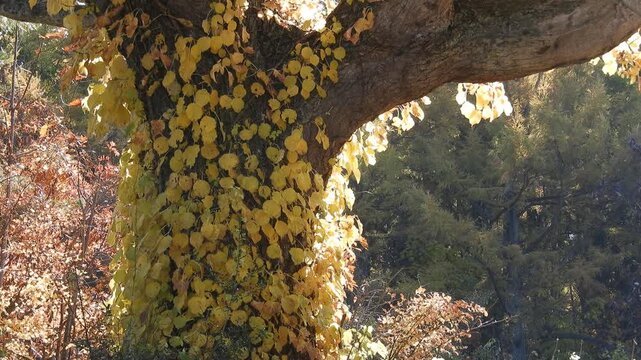 [4K] Sunbeams in the Forest: Hydrangea Vine (Schizophragma hydrangeoides) Climbing a Large Tree 【4K】木漏れ日が降り注ぐ森：大木に絡まるイワガラミと、幻想的な光の筋が美しい自然風景素材 撮影日：20251106-1

