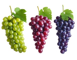 A colorful arrangement of three bunches of grapes