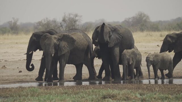 Slow Motion, Wildlife, Elephants In Kazuma National Park, Botswana