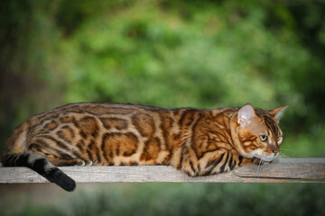 Bengal Cat walk on plank outdoors
