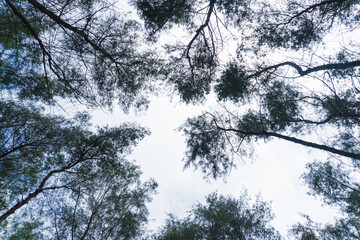 Looking up through the dense, needle-like foliage of Casuarina trees against a bright sky. The dark, tall silhouettes of the canopy