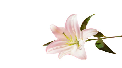 Single pink lily flower with green leaves, delicate petals, floral design element, isolated on white