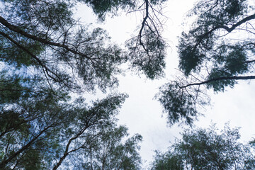 Looking up through the dense, needle-like foliage of Casuarina trees against a bright sky. The dark, tall silhouettes of the canopy